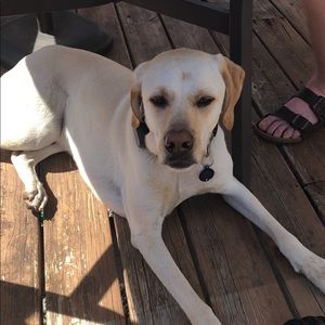 Meet your Posher, Shelly